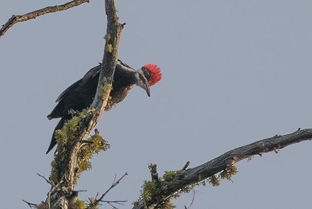 Pileated Woodpecker - ML269017061