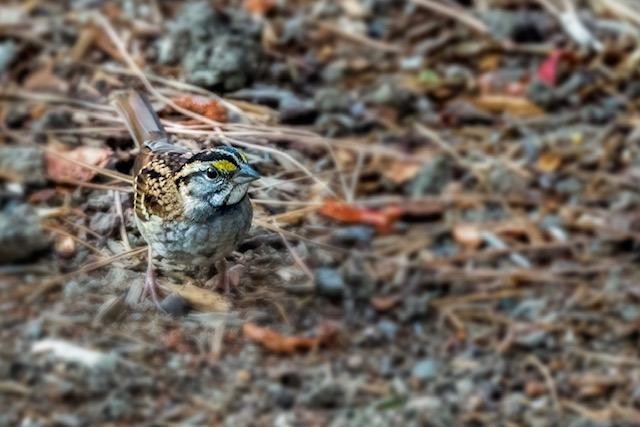 White-throated Sparrow - ML269017201