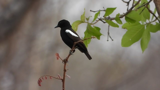 Sooty Chat - ML269018011