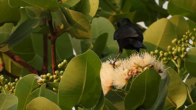 Copper Sunbird - ML269018061