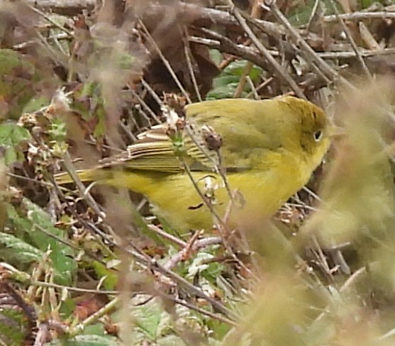 Northern Yellow Warbler - ML269018861