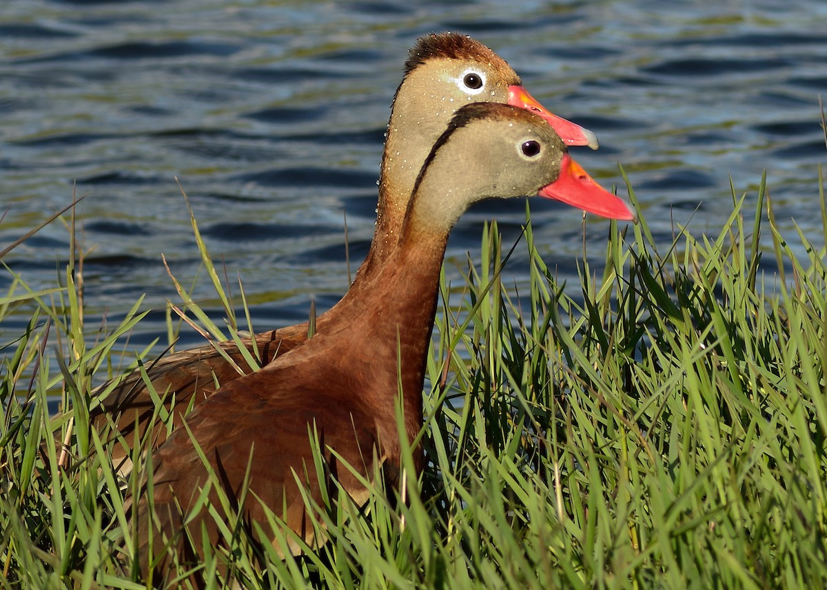 Black-bellied Whistling-Duck - ML26902041