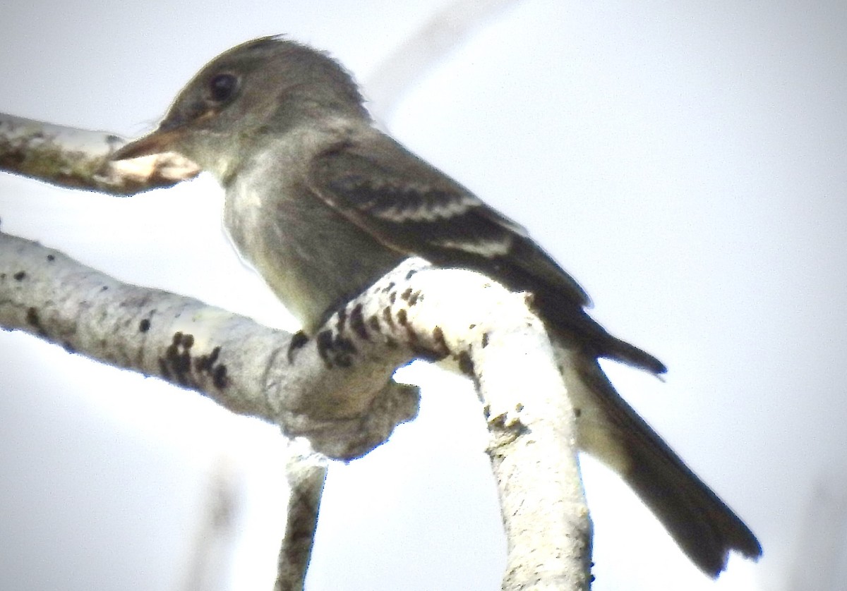 Eastern Wood-Pewee - Florida Birder