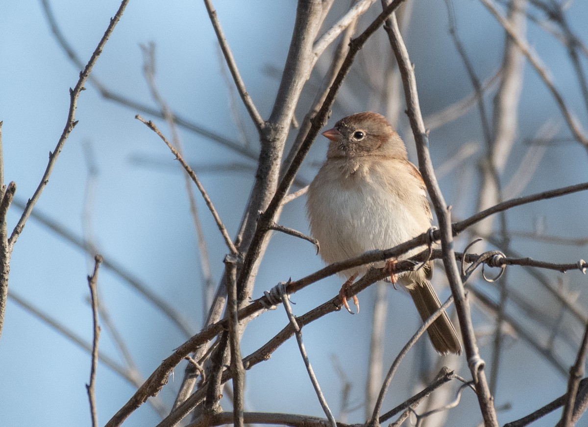 Field Sparrow - Ryan Andrews