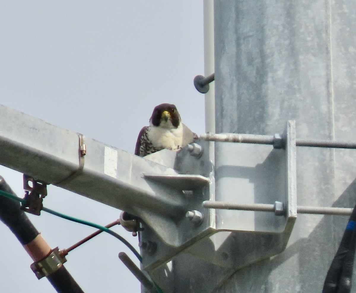 Peregrine Falcon - ML269021671