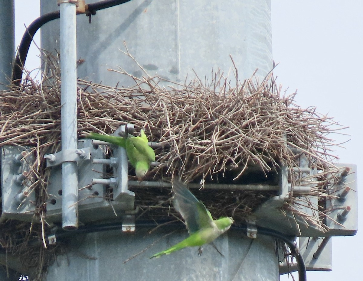 Monk Parakeet - ML269022181