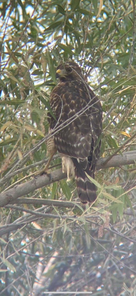 Red-tailed Hawk - ML269023211