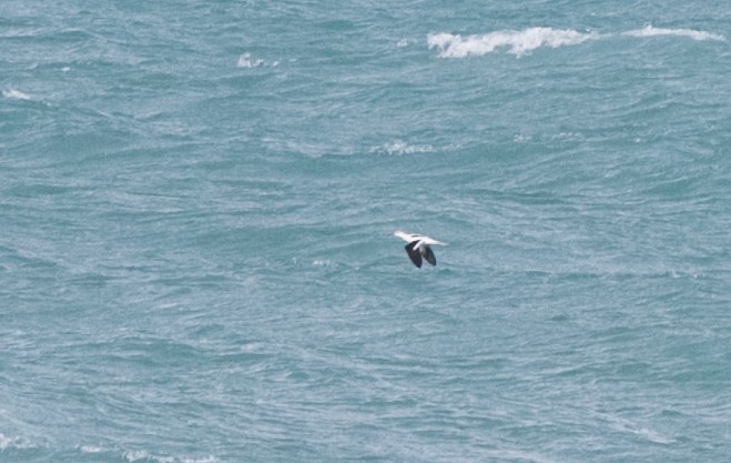 American Avocet - Brandon Holden