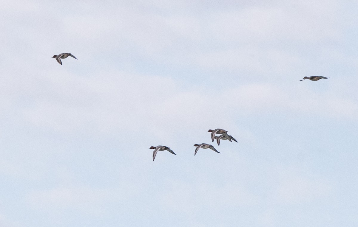 Redhead - Brandon Holden