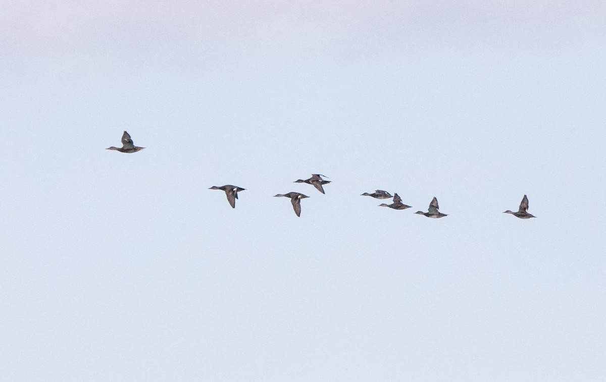 Gadwall - Brandon Holden