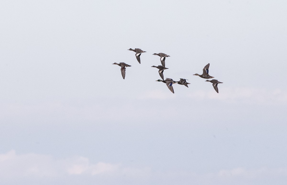 American Wigeon - Brandon Holden