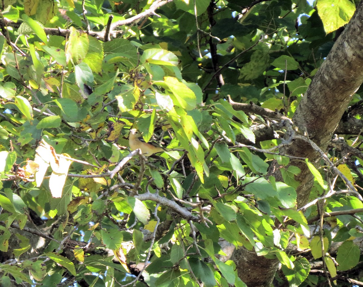 Bay-breasted Warbler - ML269027781