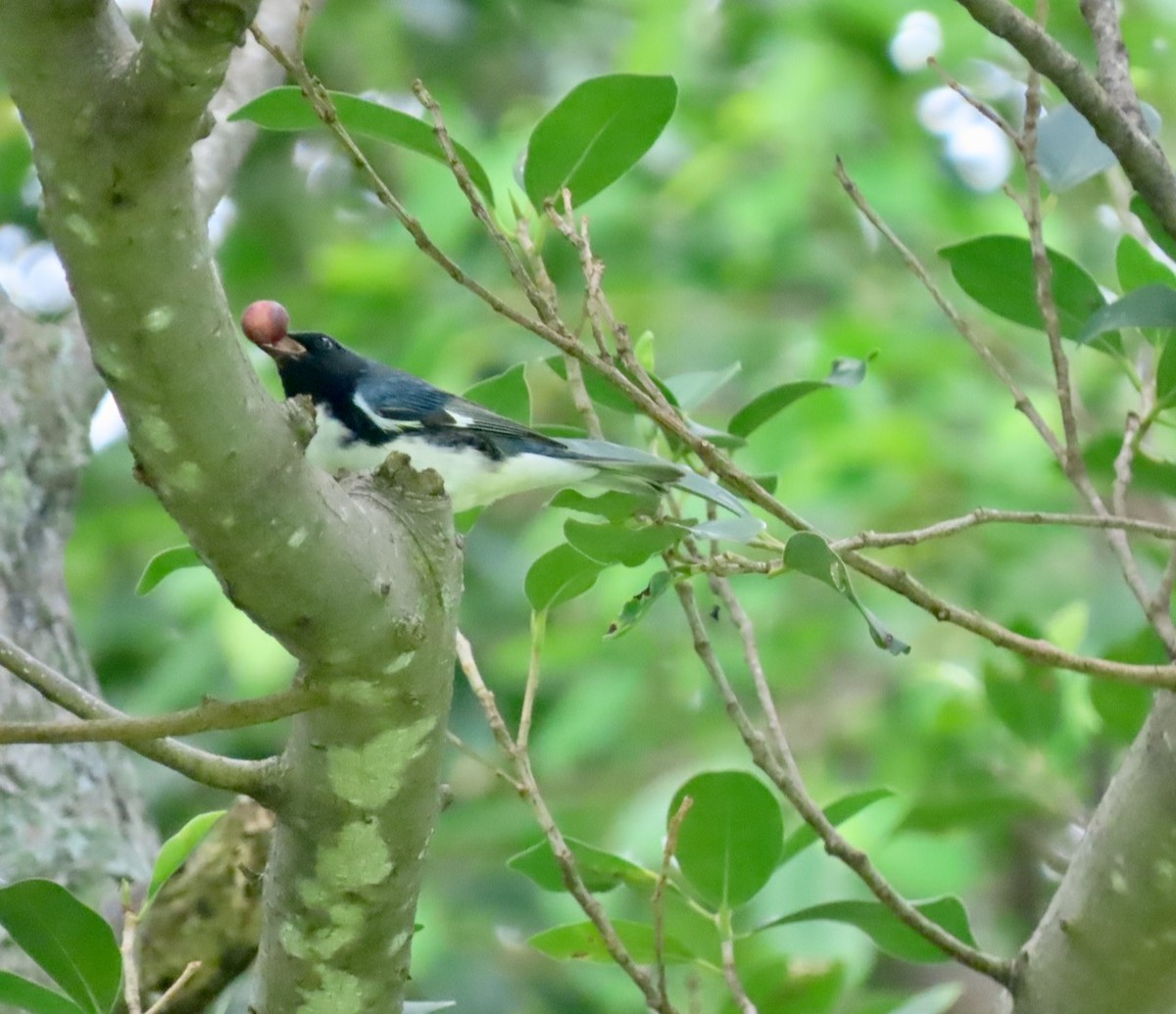 Black-throated Blue Warbler - ML269029441