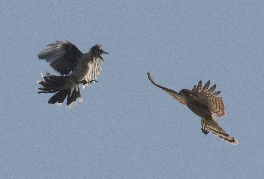 Sharp-shinned Hawk - ML269029621