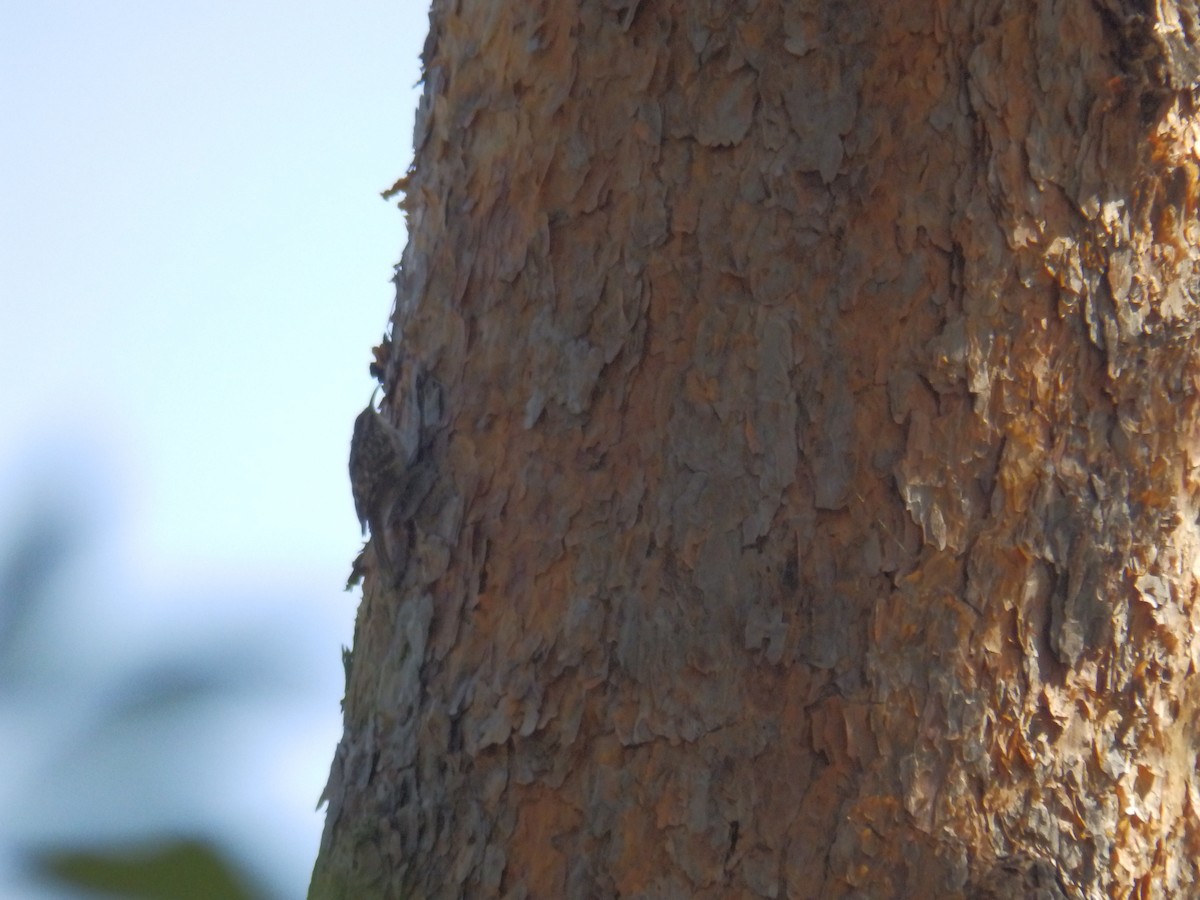 Short-toed Treecreeper - Jairo Arroyo