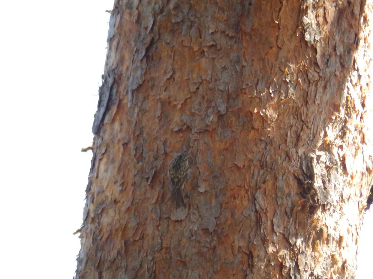 Short-toed Treecreeper - Jairo Arroyo