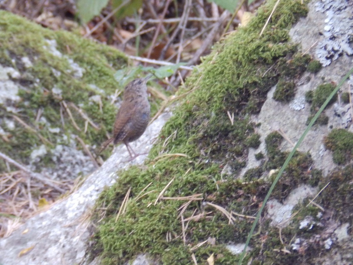 Eurasian Wren - Jairo Arroyo