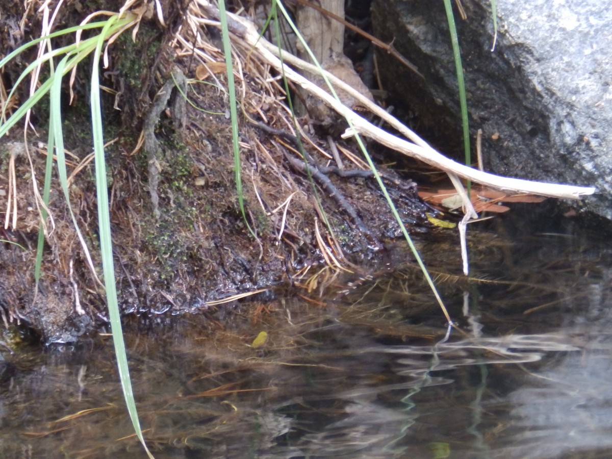 Eurasian Wren - ML269029951