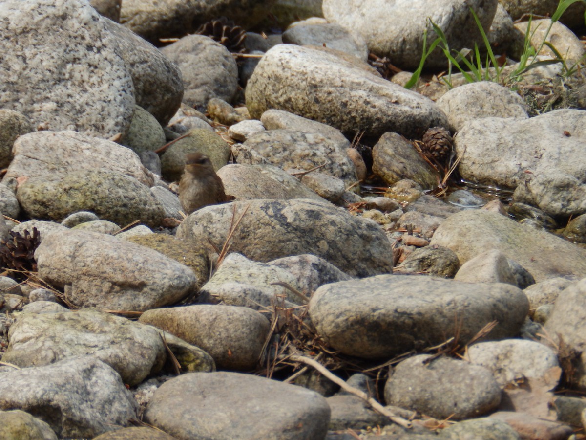 Eurasian Wren - ML269031361