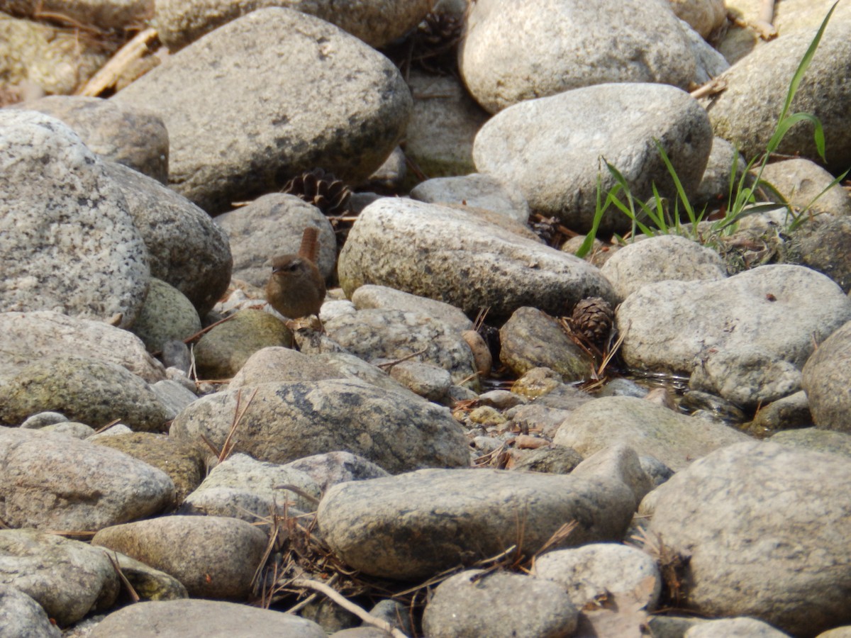 Eurasian Wren - ML269031391