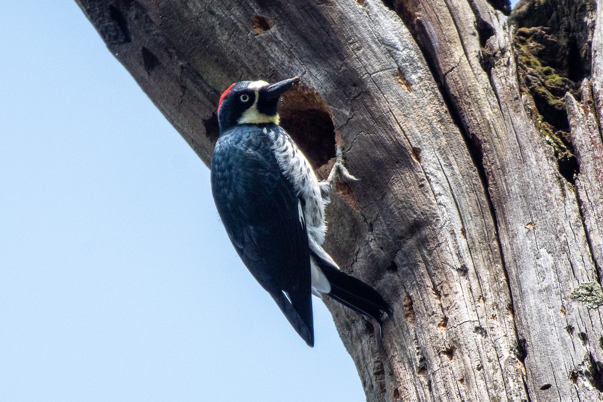 Acorn Woodpecker - German Garcia