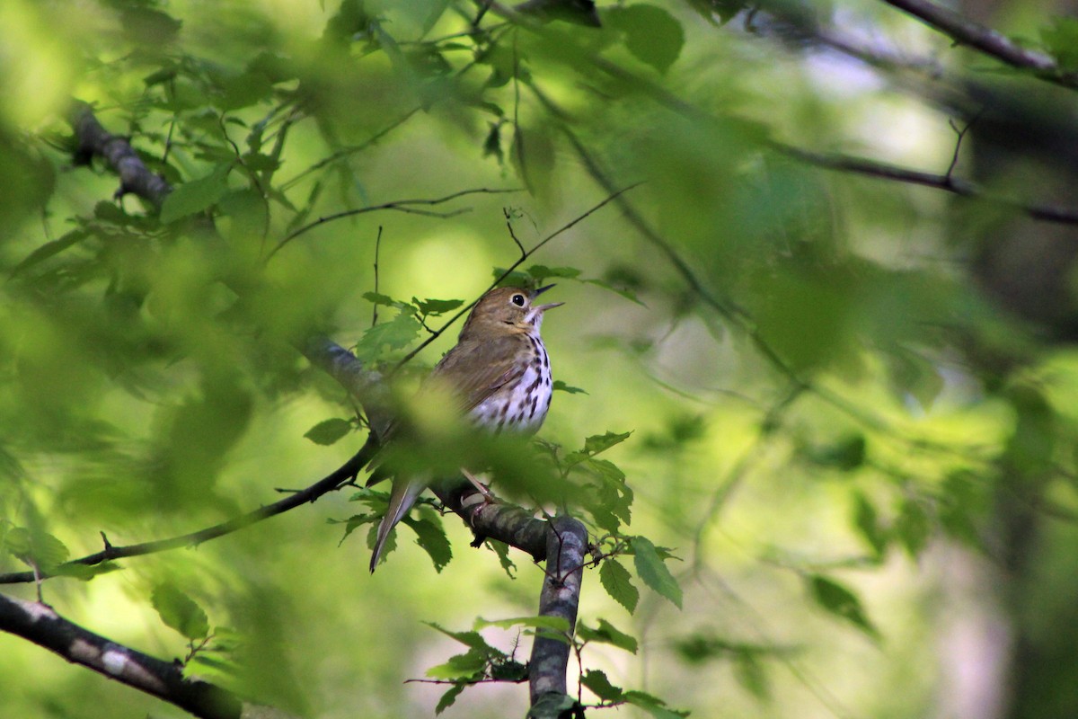 Ovenbird - Mary Coker