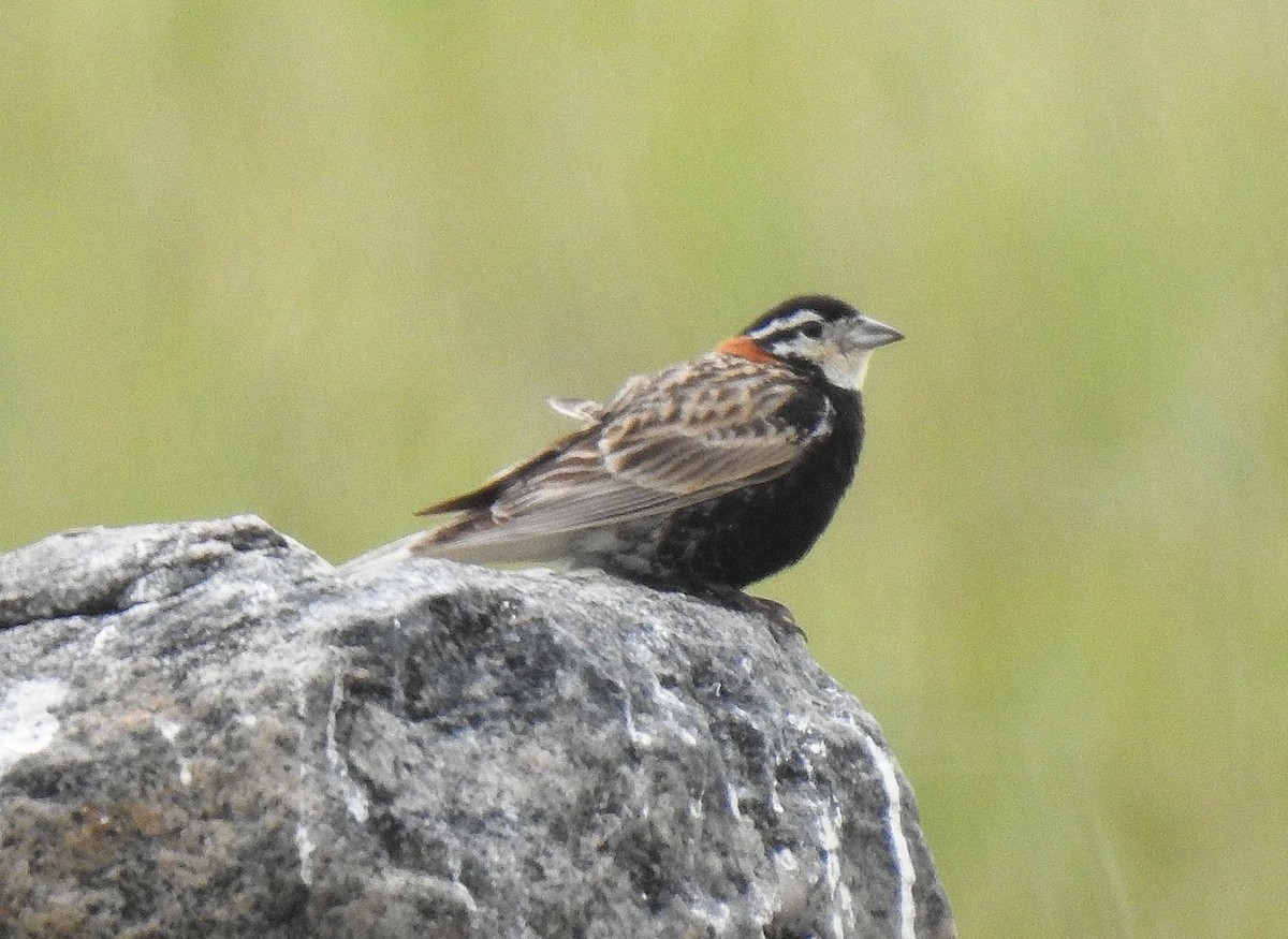 Chestnut-collared Longspur - ML269036261