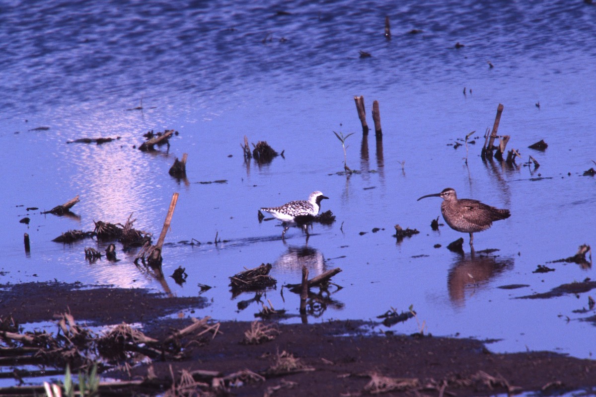 Whimbrel - ML26903731