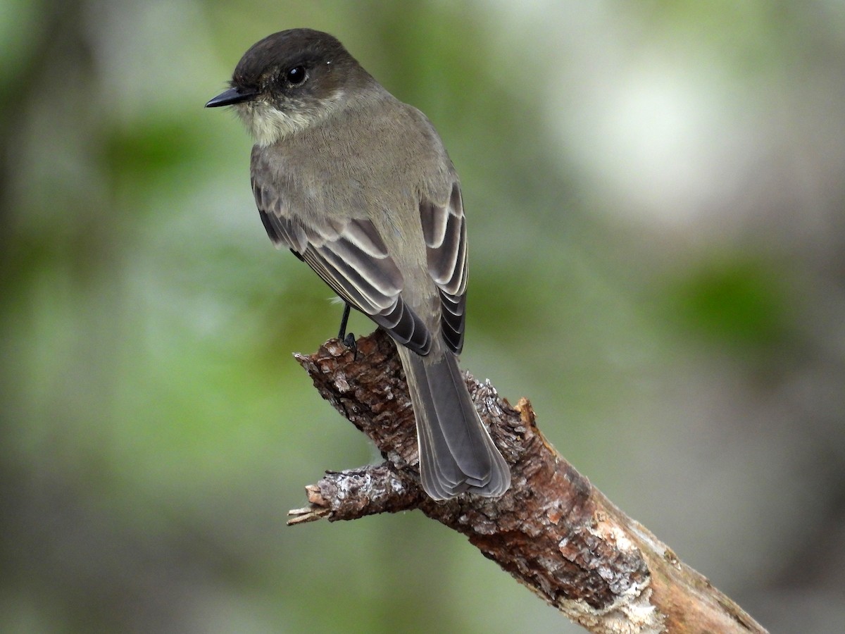 Eastern Phoebe - ML269039071