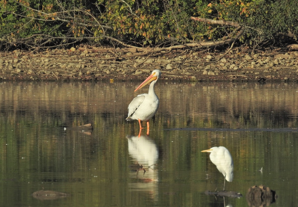 American White Pelican - ML269040881