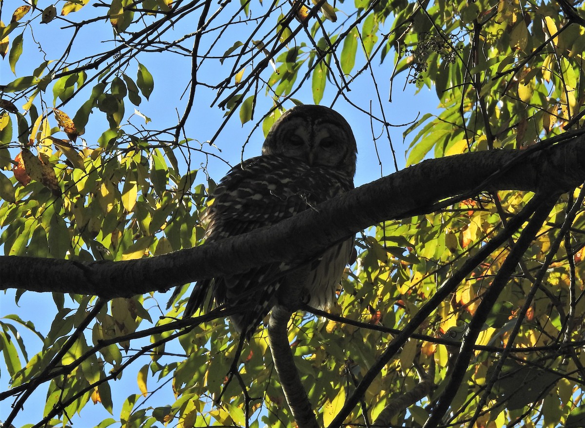 Barred Owl - ML269041001