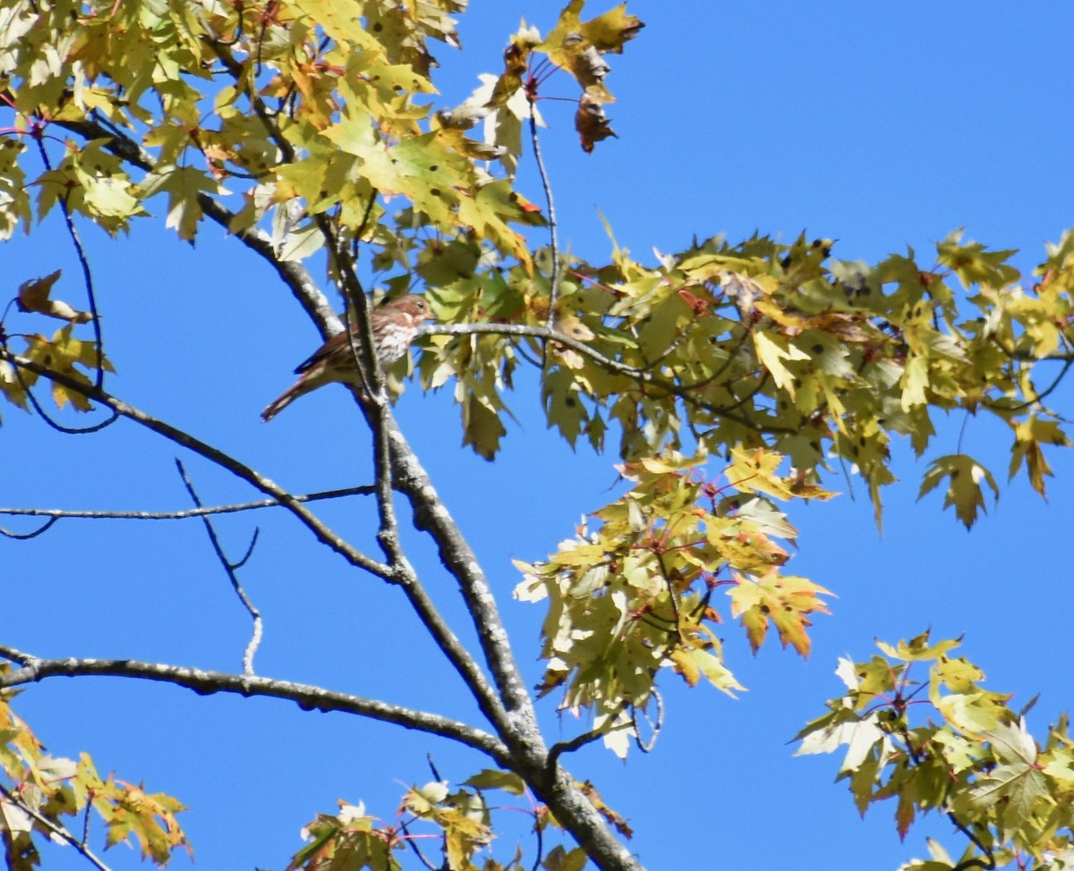 Fox Sparrow - ML269041311