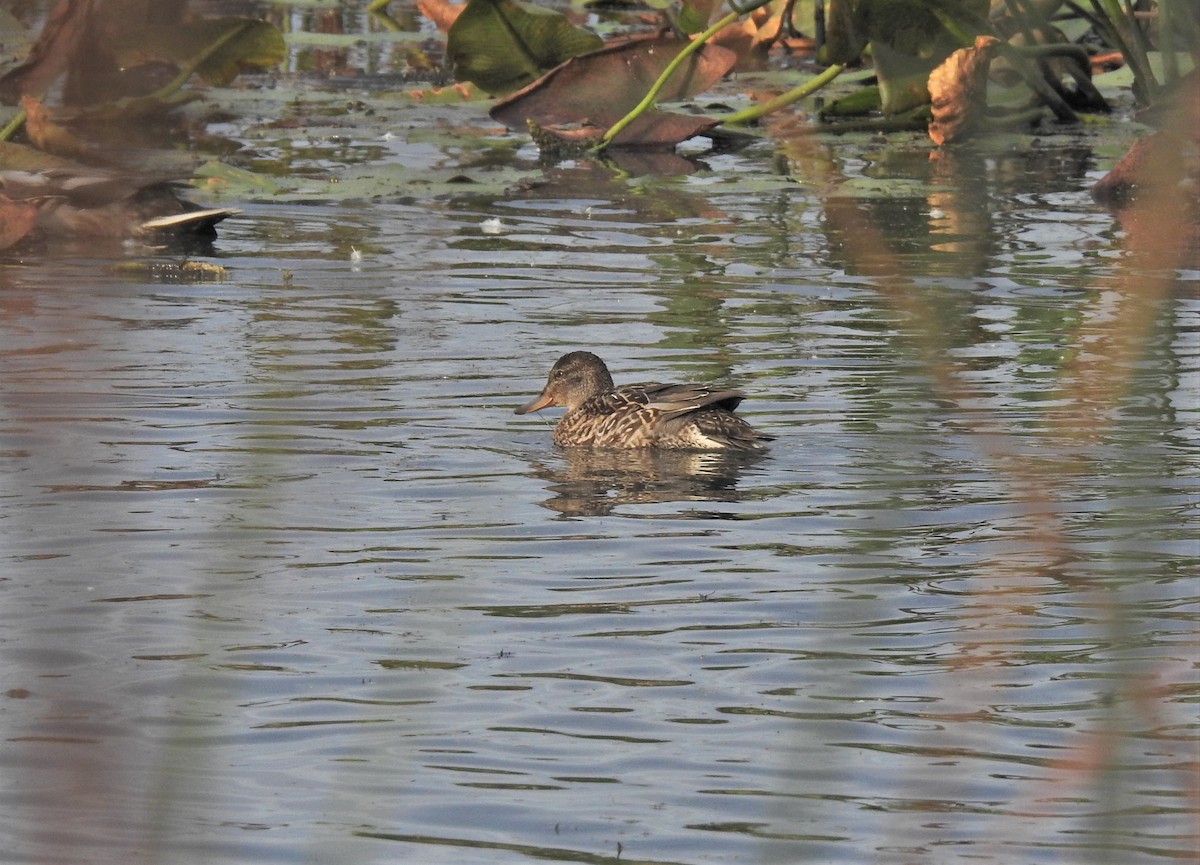 Green-winged Teal - ML269041331