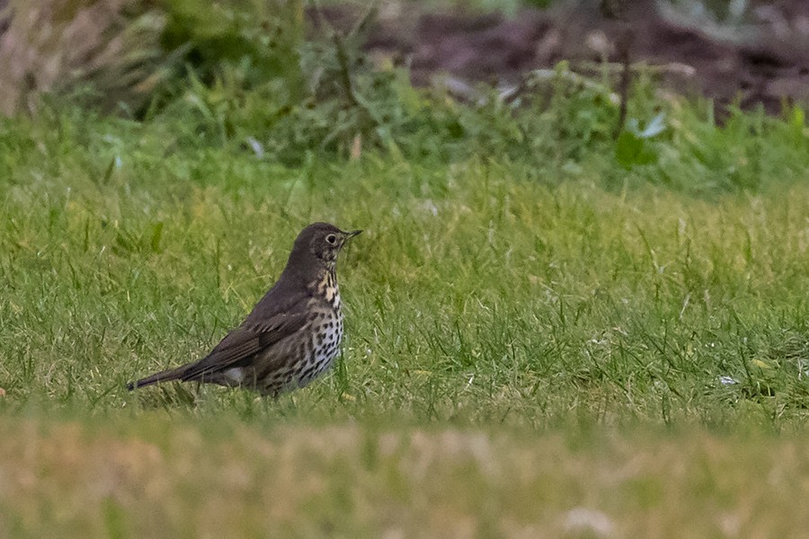 Song Thrush - ML269041491