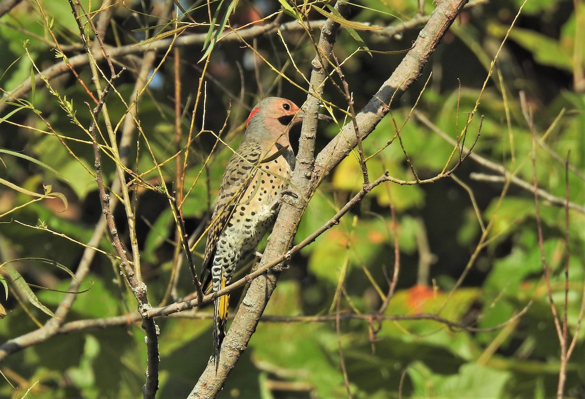 Northern Flicker (Yellow-shafted) - ML269041521