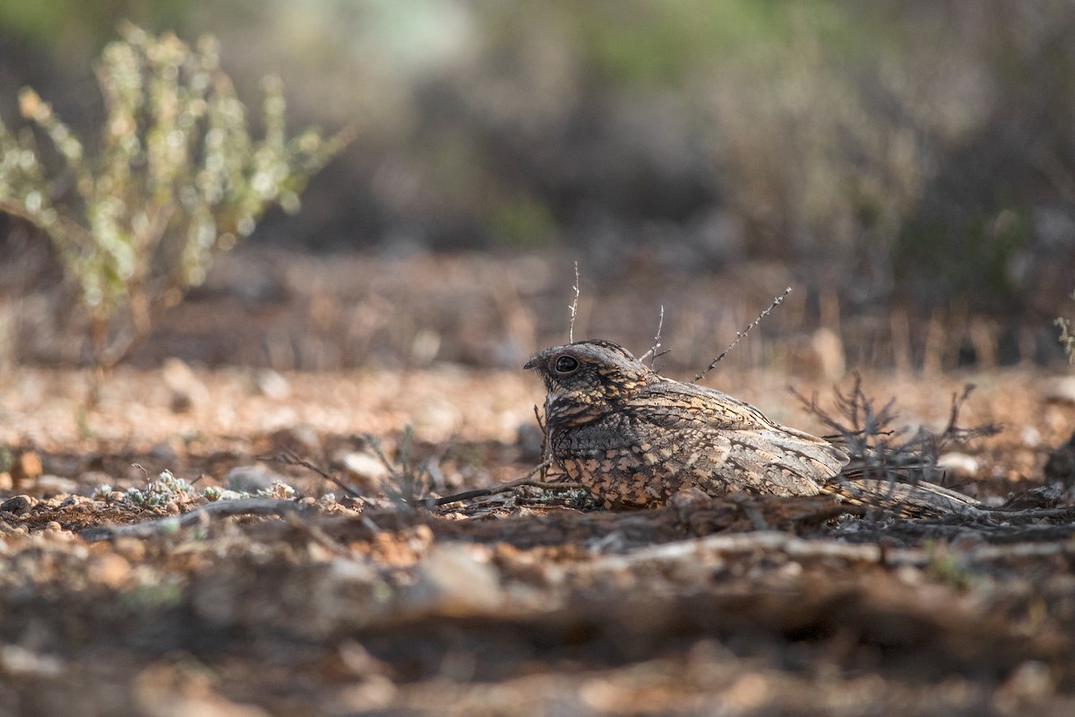 Spotted Nightjar - ML26904331