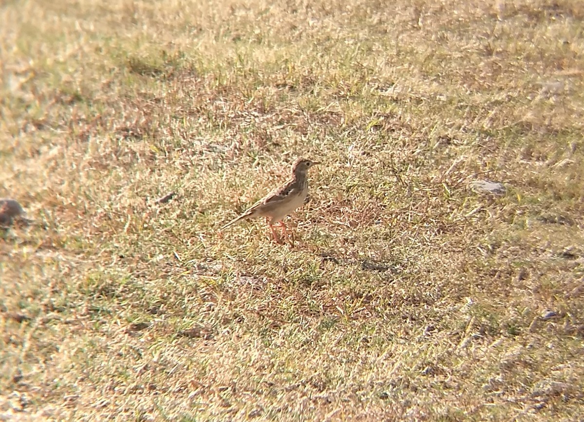 Sprague's Pipit - ML269044461