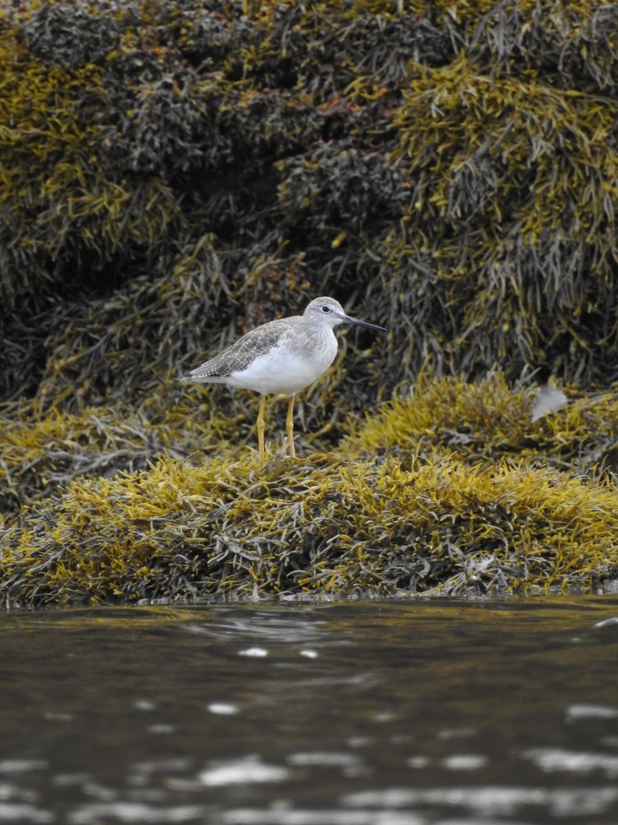 Greater Yellowlegs - ML269044721