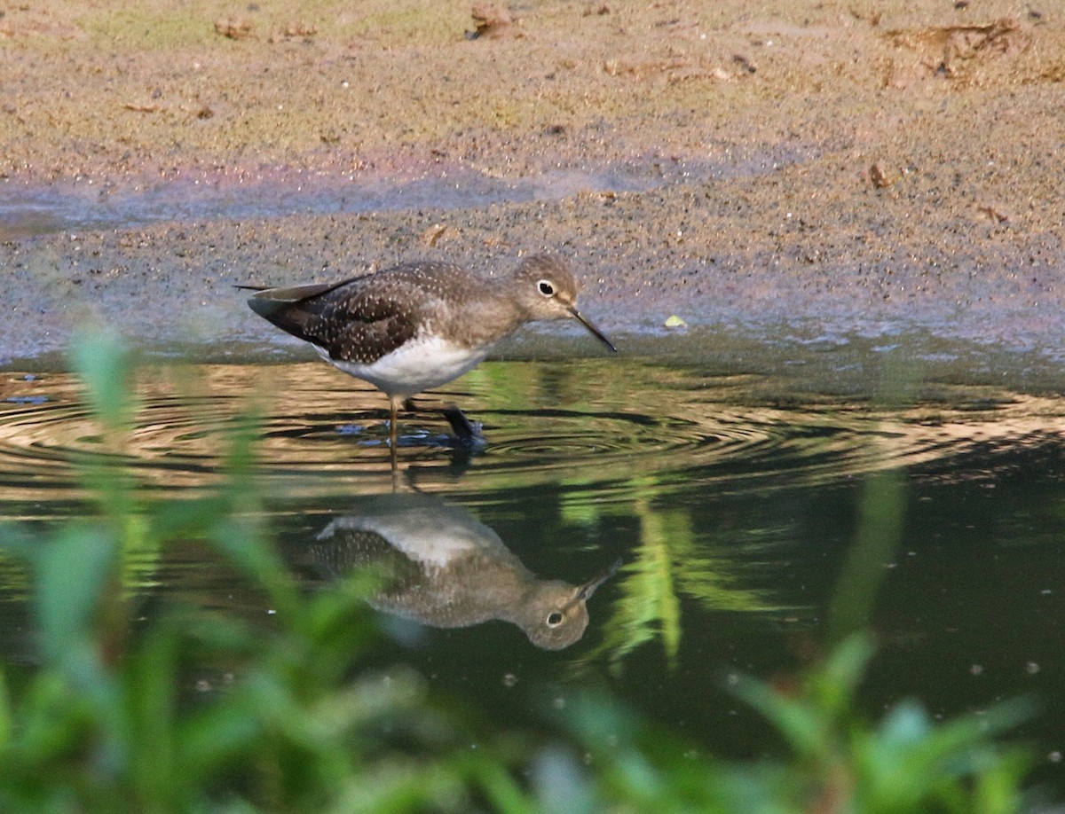 Solitary Sandpiper - Cristina Rappa