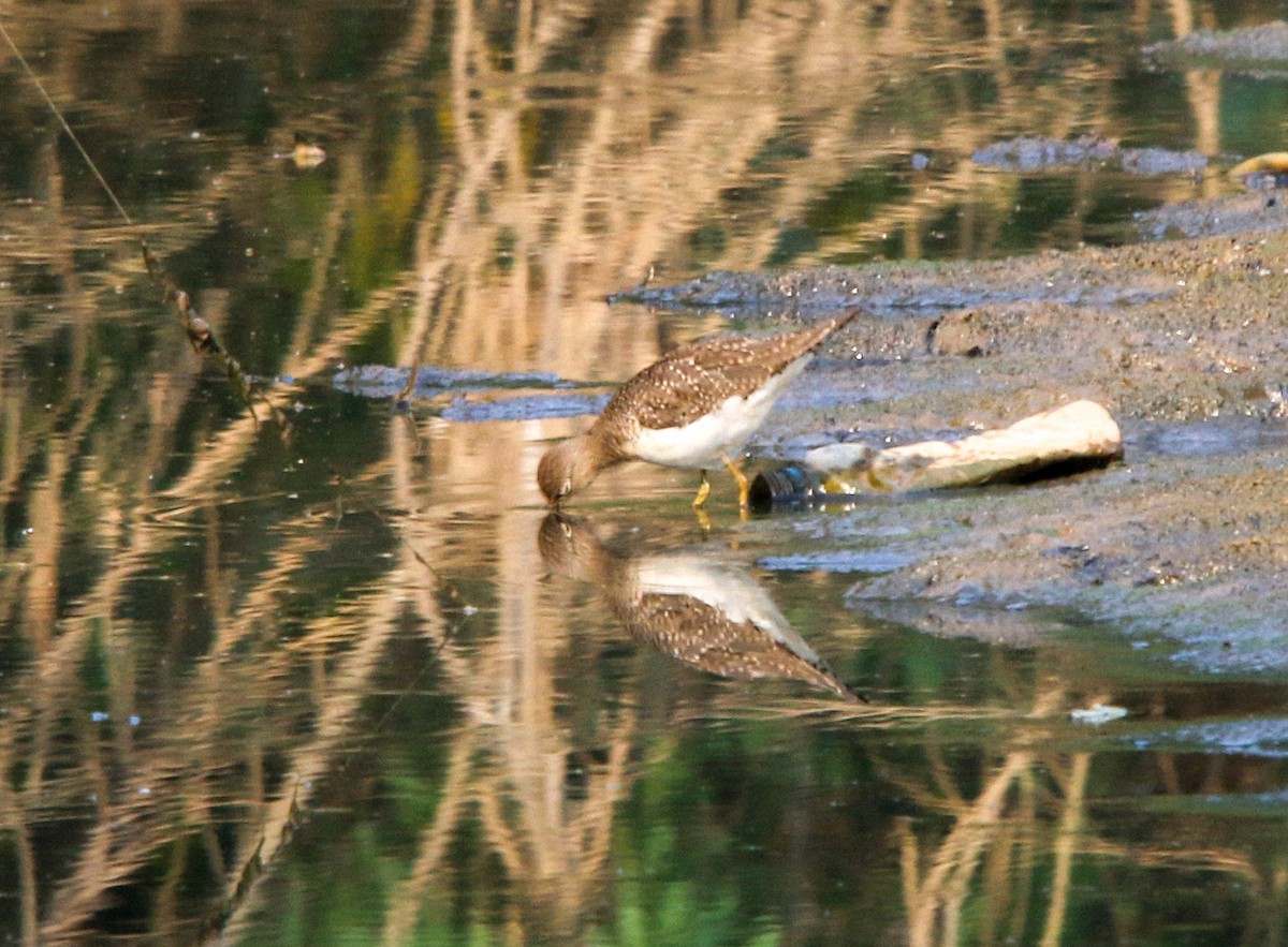 Solitary Sandpiper - ML269046271