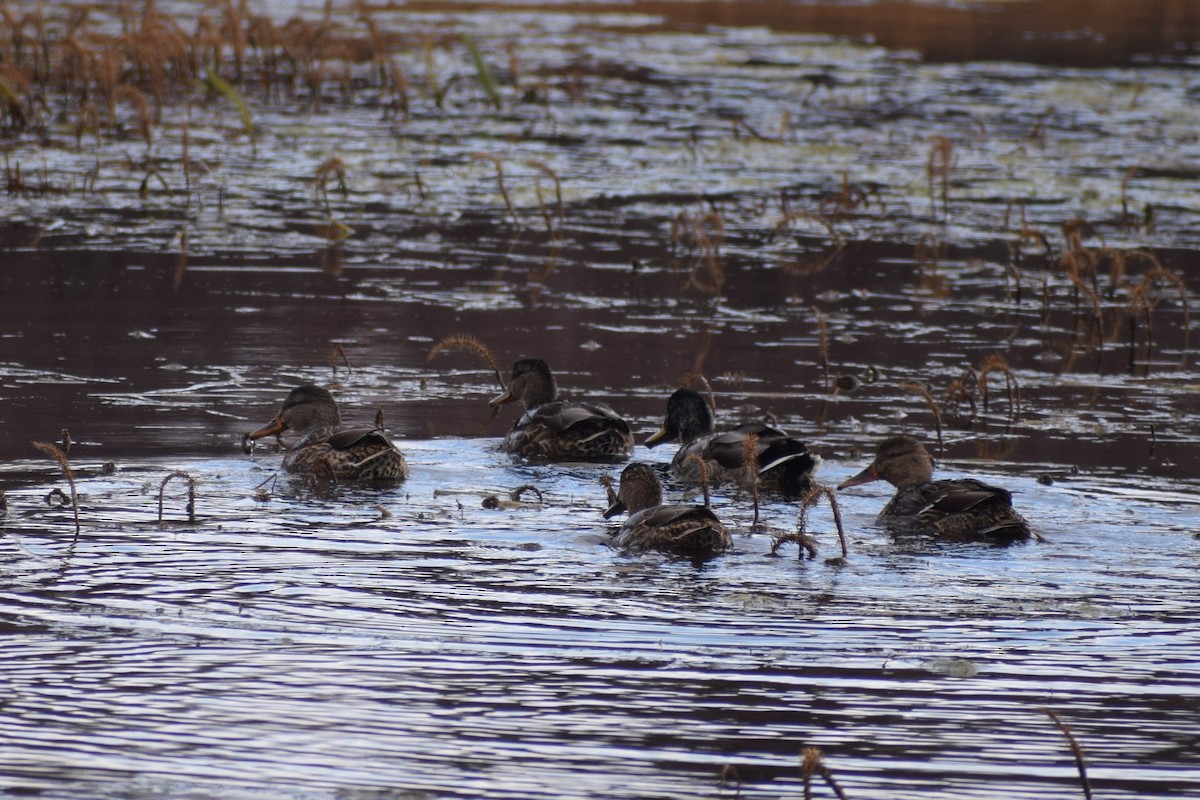 Canard colvert - ML269046681