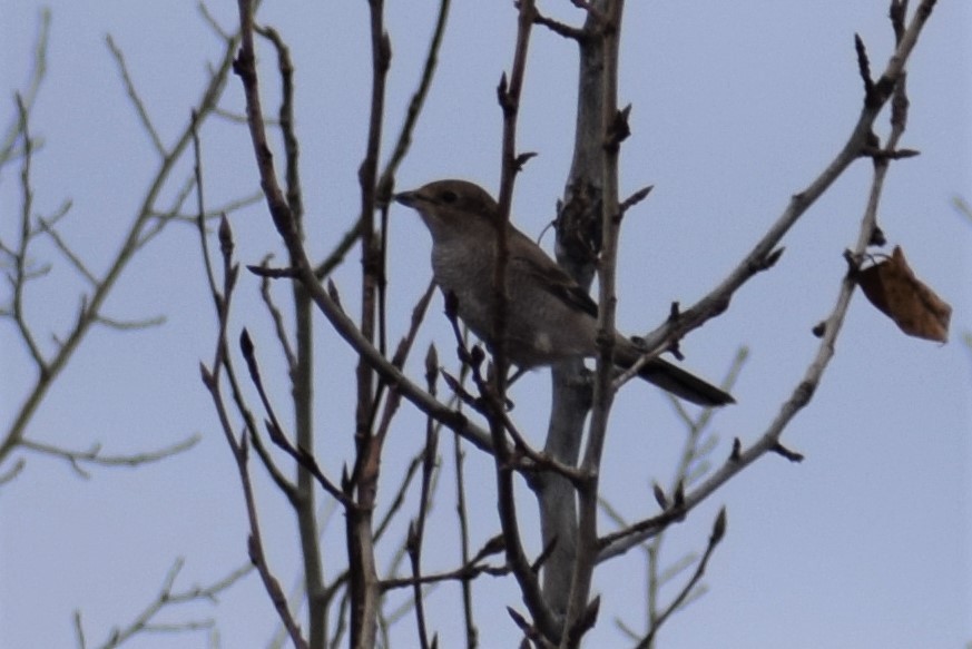 Northern Shrike - Syd Cannings