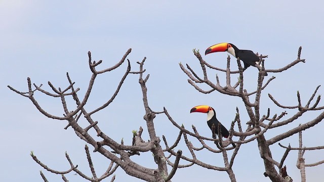 Toco Toucan - ML269048051