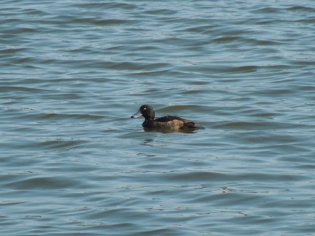 Tufted Duck - Justin Harris