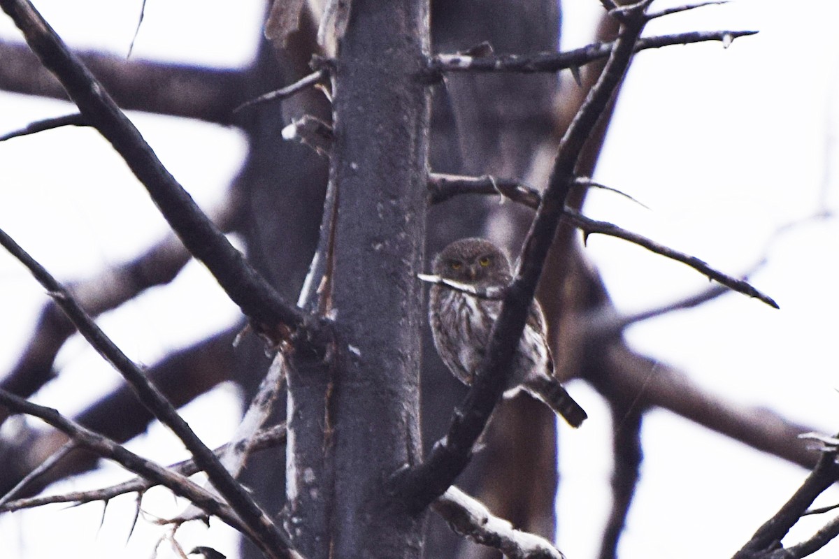Northern Pygmy-Owl - ML26905011