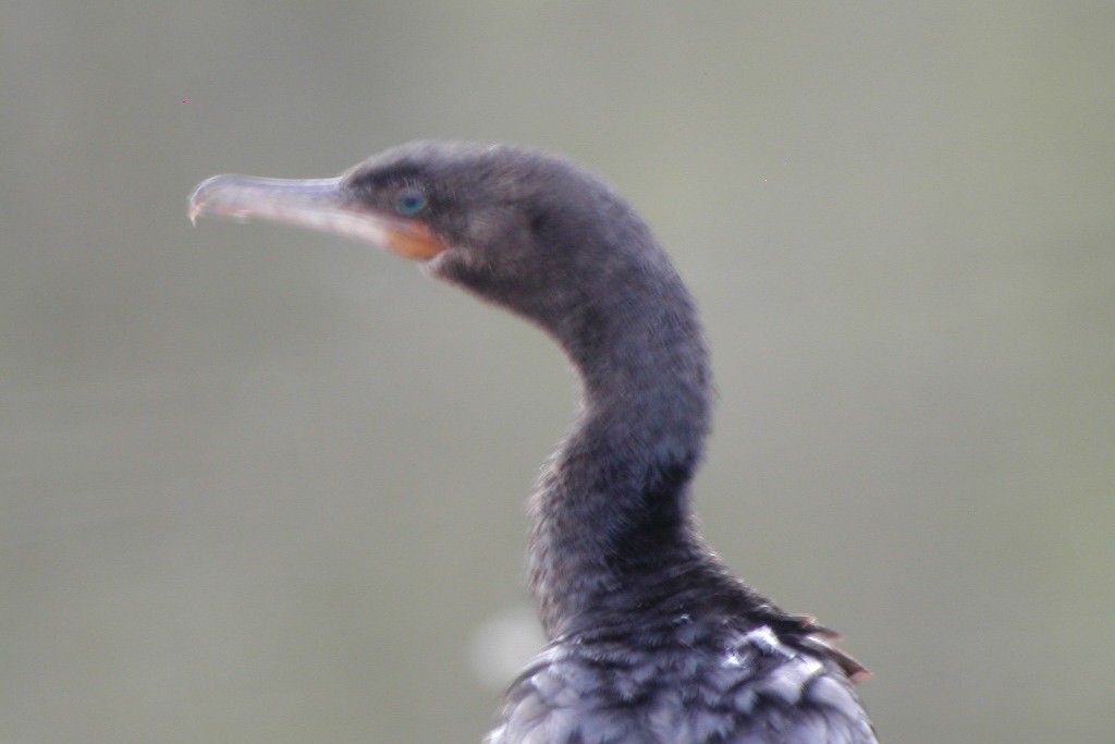 Neotropic Cormorant - ML269050441