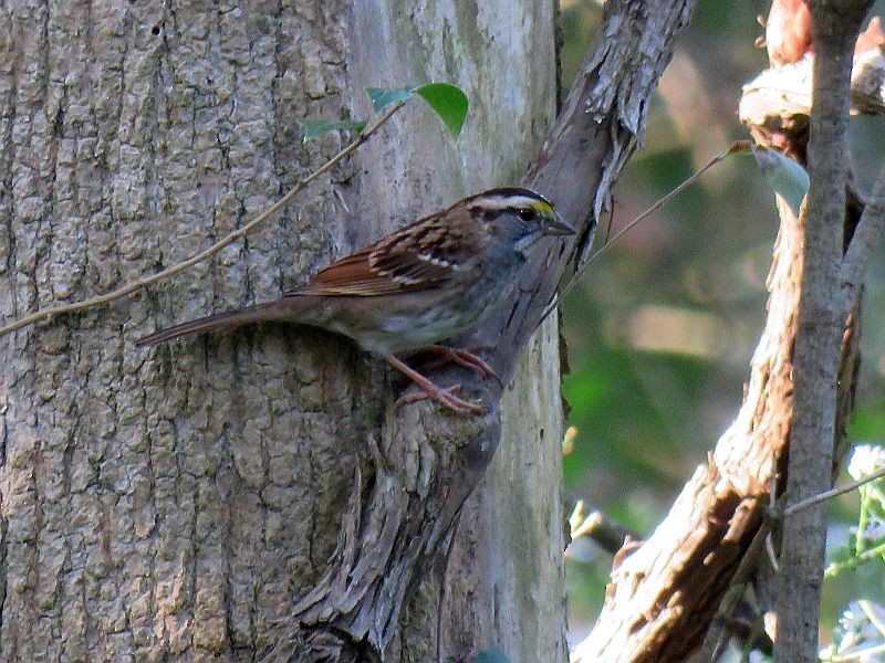 White-throated Sparrow - ML269051051