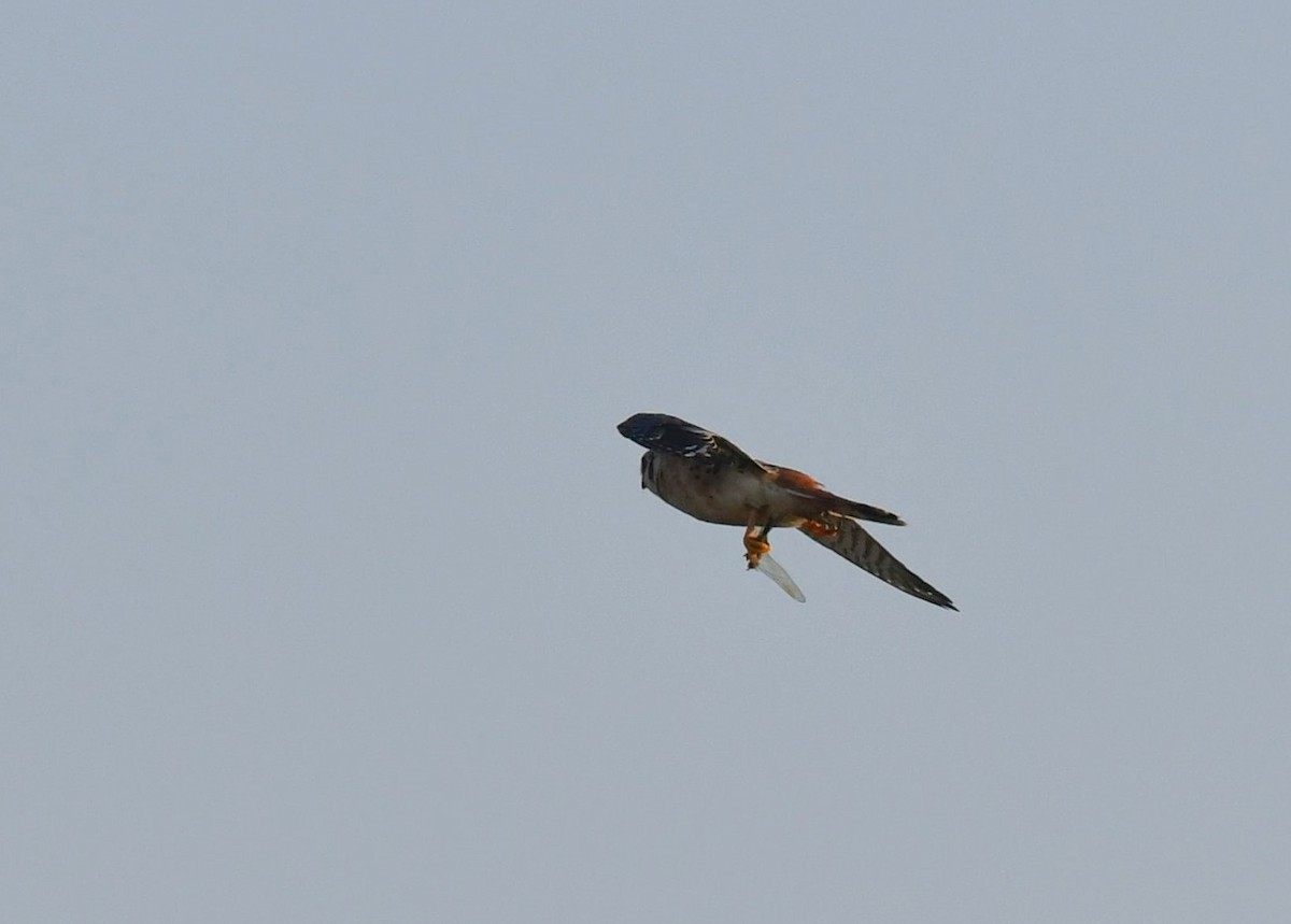 American Kestrel - ML269051321