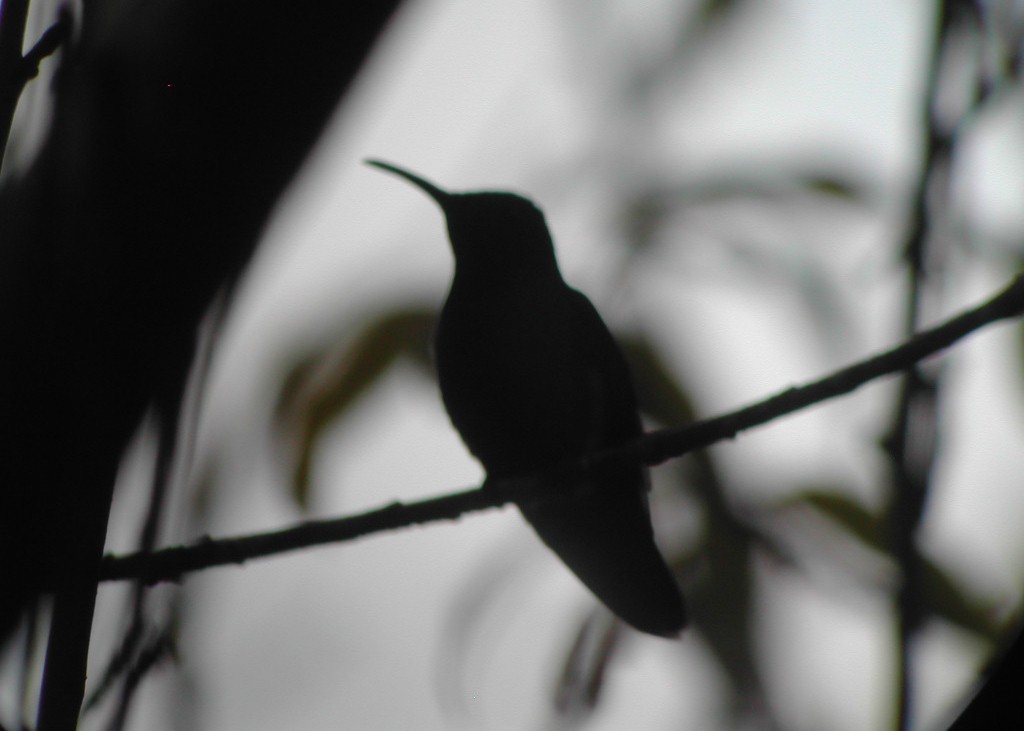kolibřík lesklý - ML269052231