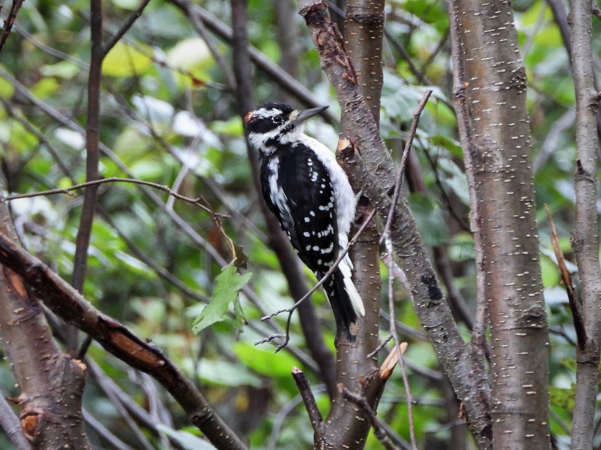 Hairy Woodpecker - ML269053801